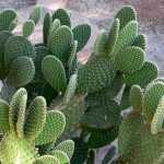 Figueira-da-índia (Opuntia): plantação, cultivo e manutenção