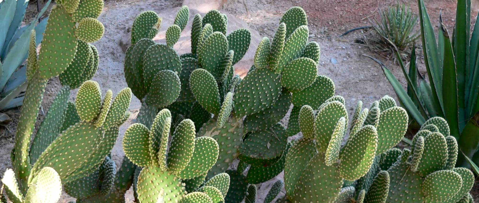 Figueira-da-índia (Opuntia): plantação, cultivo e manutenção