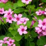 Oxális: plantar, cultivar e cuidar