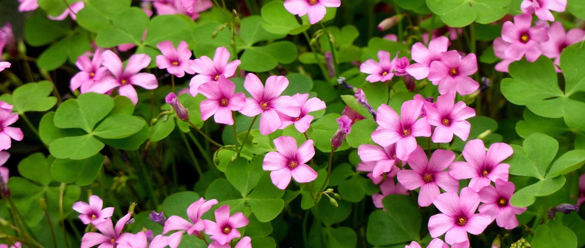Oxális: plantar, cultivar e cuidar