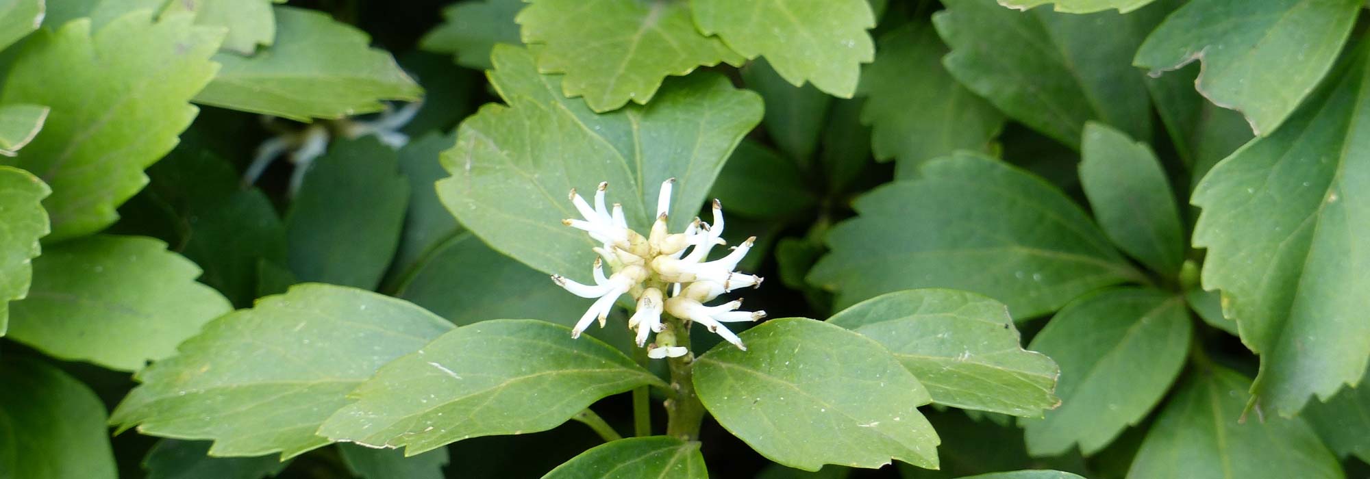 Pachysandra terminalis : plantação, cultura, manutenção