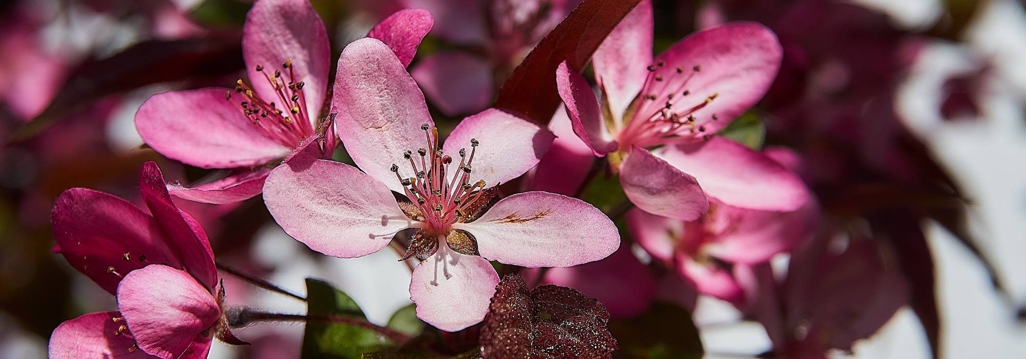 Macieira-de-flor, macieira ornamental : plantação, poda, manutenção