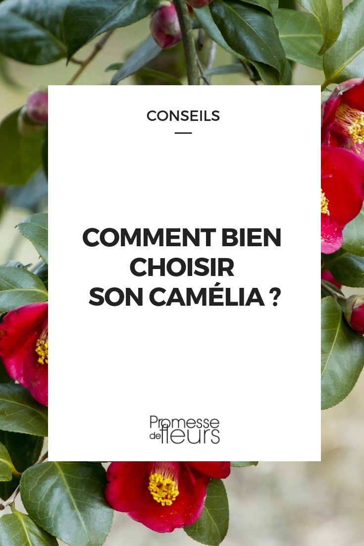 escolher camélia