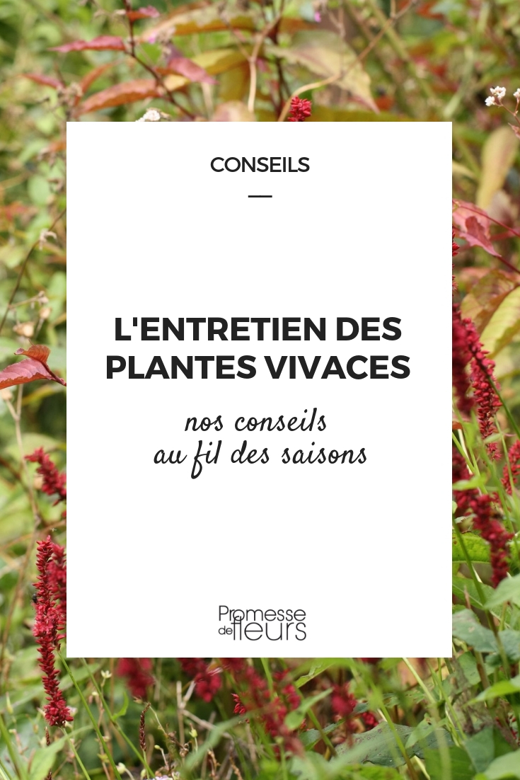 cuidar das plantas perenes
