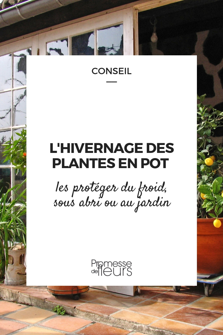 proteger as plantas em vasos do frio