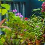 A invernagem das plantas em vasos para as proteger do frio