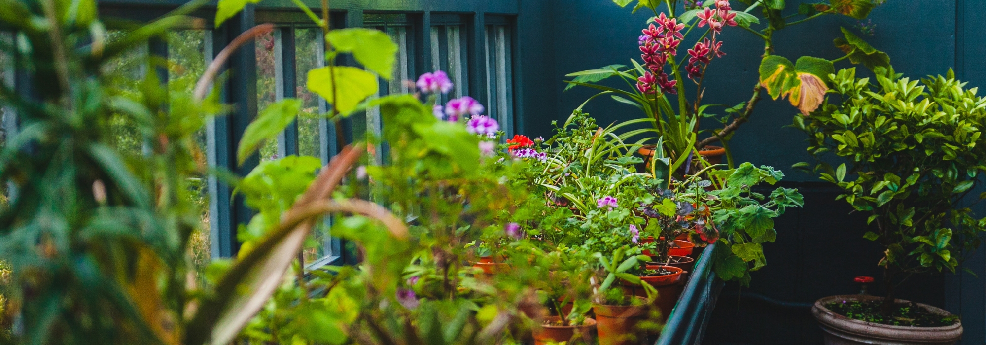 A invernagem das plantas em vasos para as proteger do frio