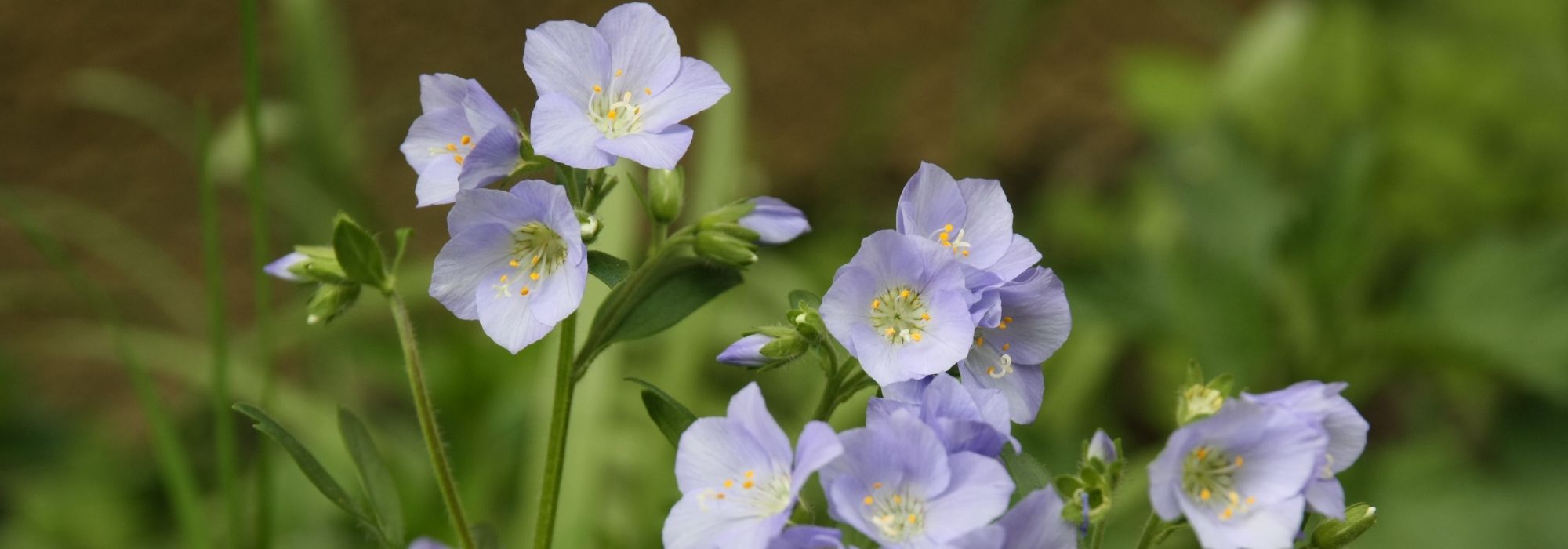 Escada-de-jacó : plantar, cultivar, tratar