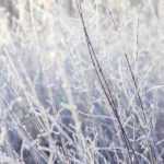 Proteger as plantas do frio e do gelo no inverno