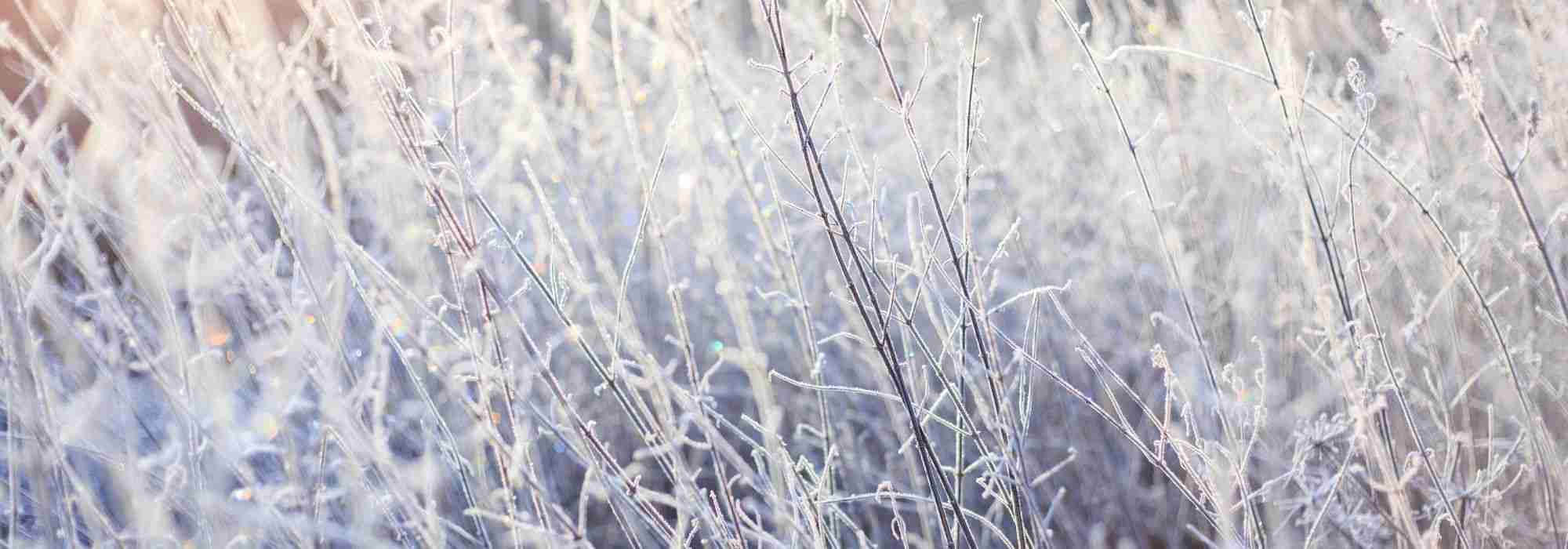 Proteger as plantas do frio e do gelo no inverno