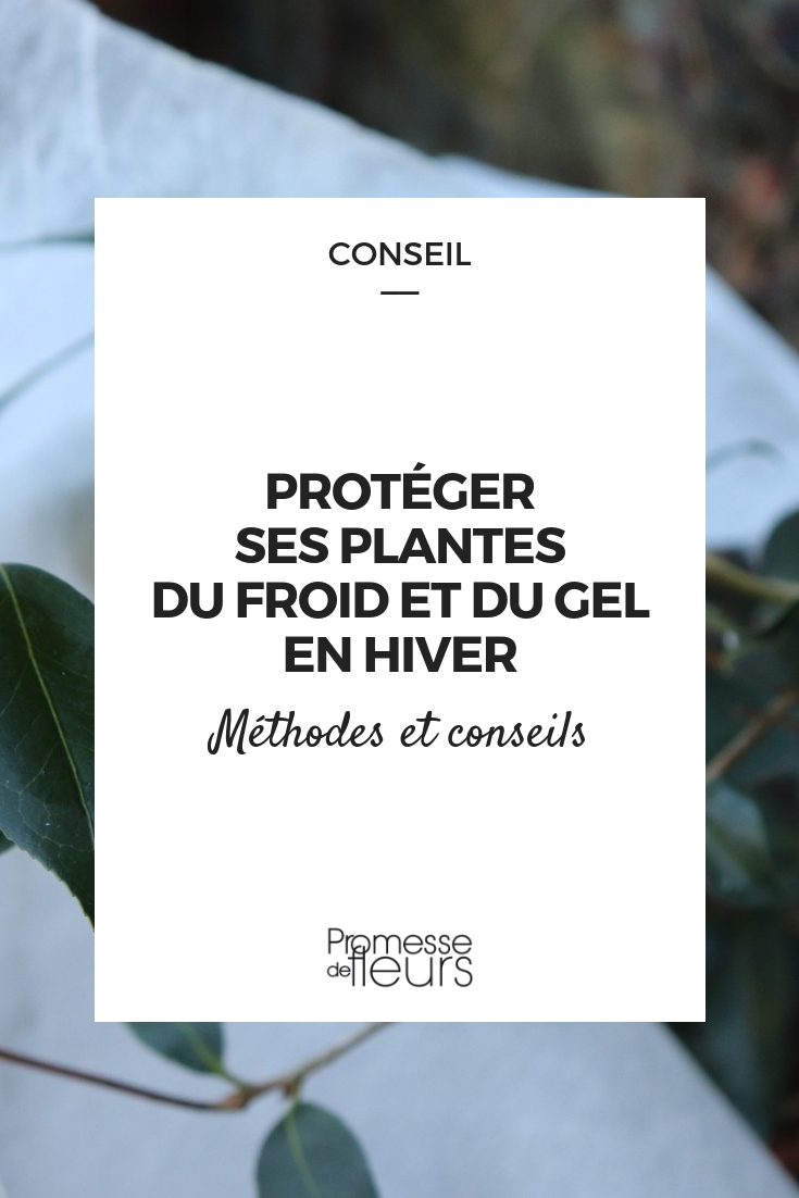 proteger as plantas do gelo e do frio - conselhos