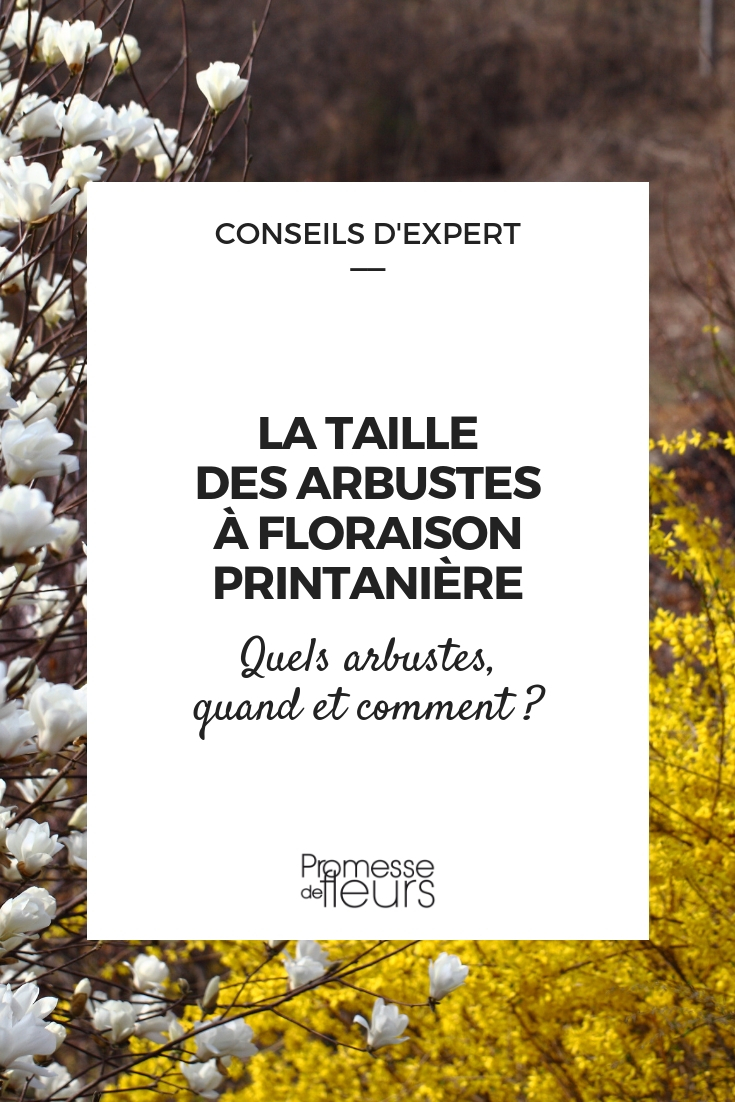 podar os arbustos que florescem na primavera - quando e como