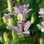 Tricyrtis, lírio-sapo: plantação, cultura, manutenção