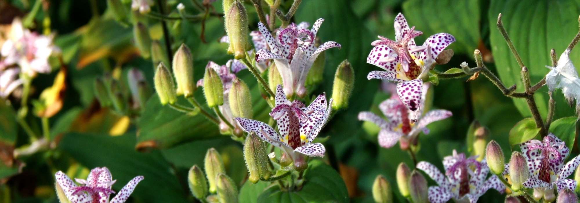 Tricyrtis, lírio-sapo: plantação, cultura, manutenção