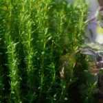 15 plantas medicinais e as suas virtudes para cultivar em casa