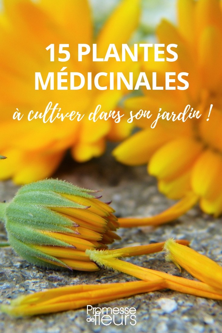 planta medicinal