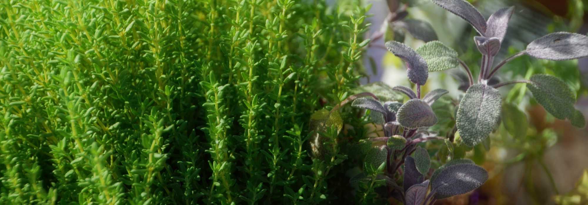 15 plantas medicinais e as suas virtudes para cultivar em casa