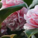 4 camélias campestres para um jardim natural
