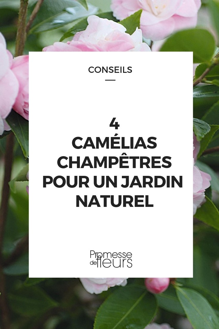 camélias campestres