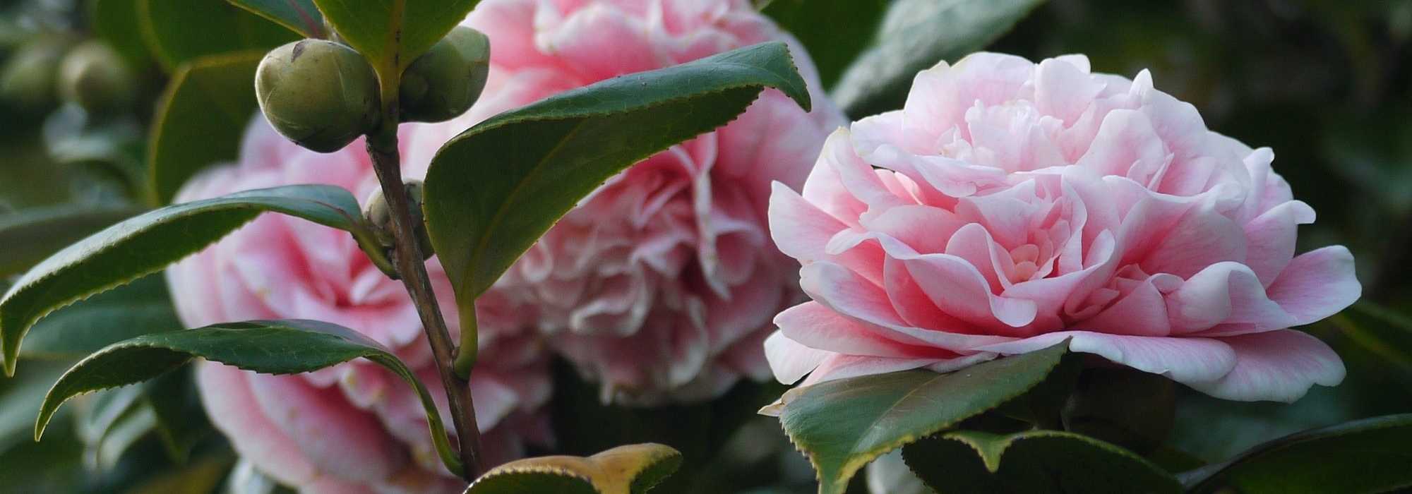 4 camélias campestres para um jardim natural