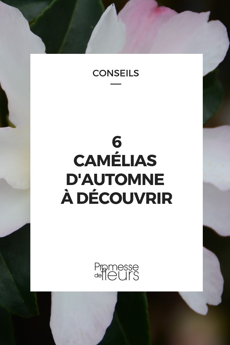 camélia-do-outono