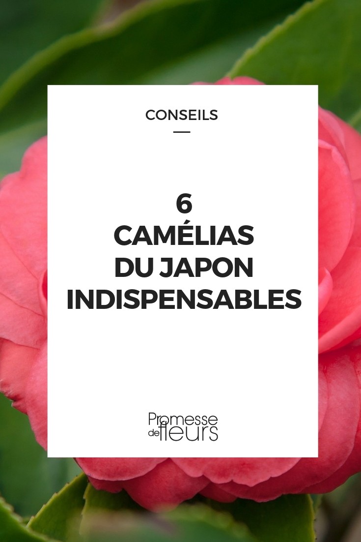 camélia