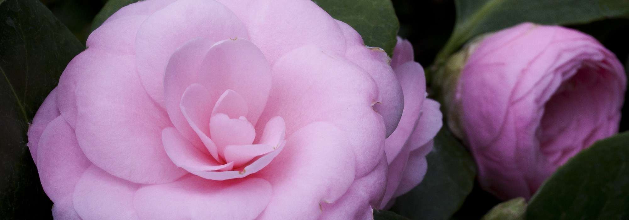6 camélias que deve ter no seu jardim