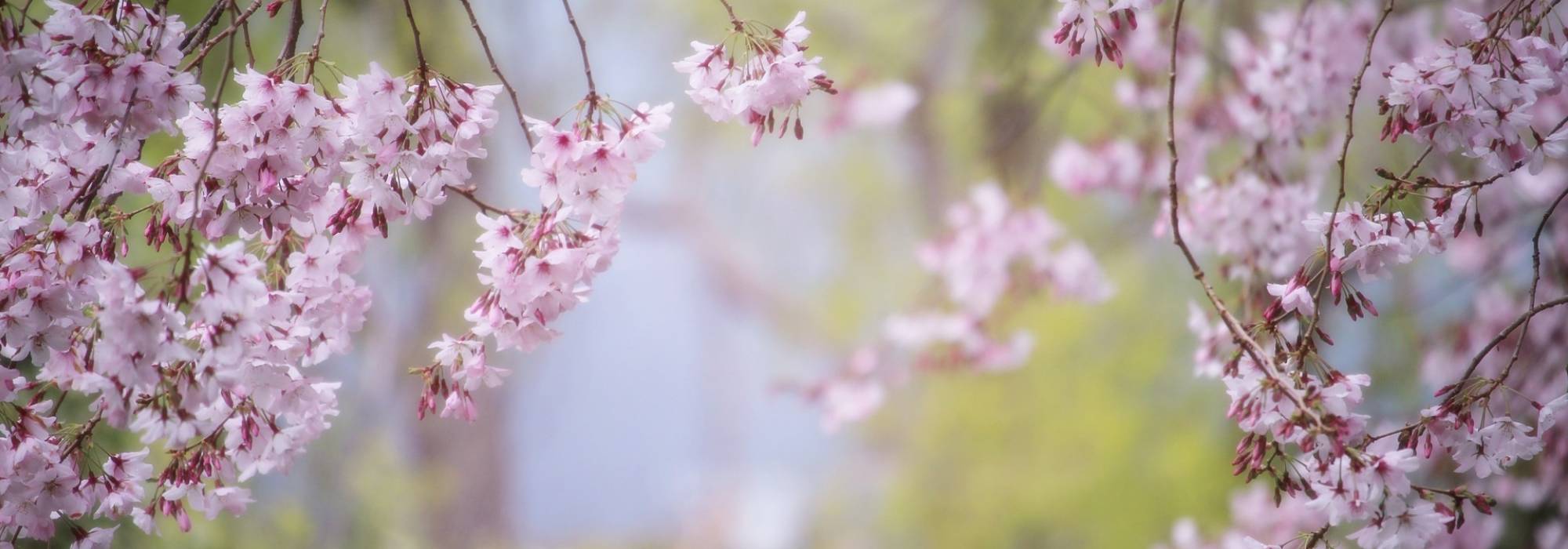 7 árvores para jardim pequeno