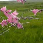 Dierama, vara-dos-anjos: plantação, cultura e manutenção