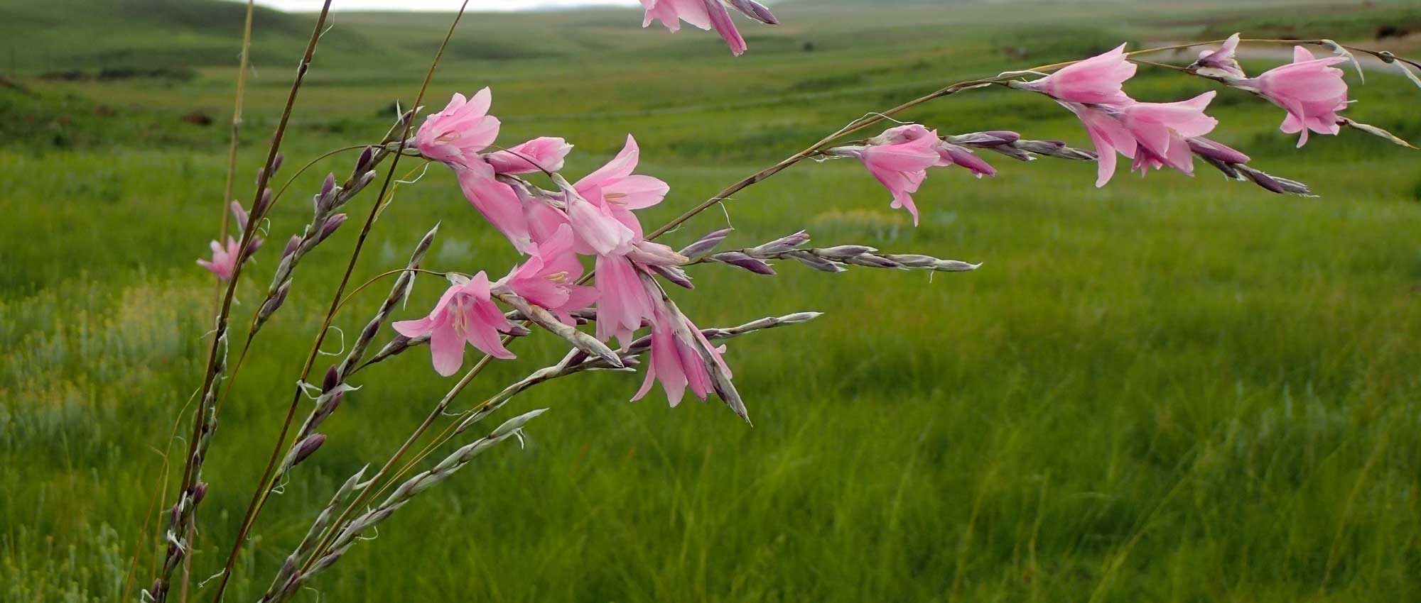 Dierama, vara-dos-anjos: plantação, cultura e manutenção