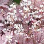 Tiarela e Sinos-de-coral: plantar e cultivar