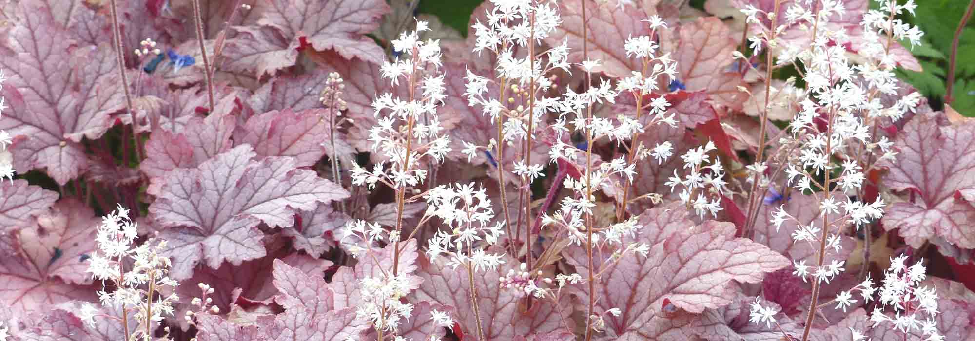 Tiarela e Sinos-de-coral: plantar e cultivar