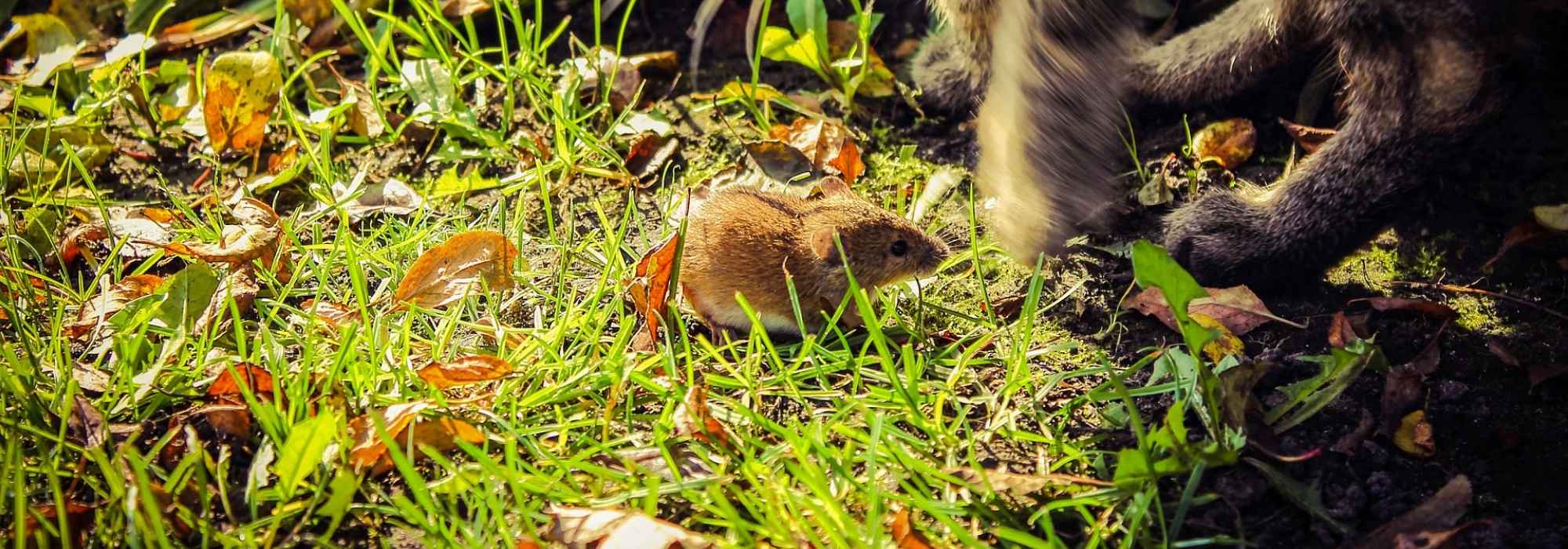 Ratos-do-campo: conhecê-los melhor e livrar-se deles