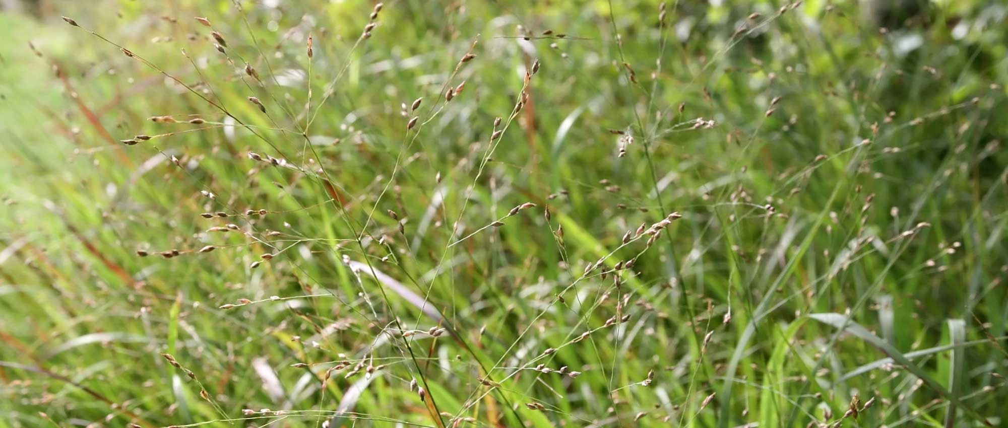 Painço: plantação, cultivo, divisão e manutenção