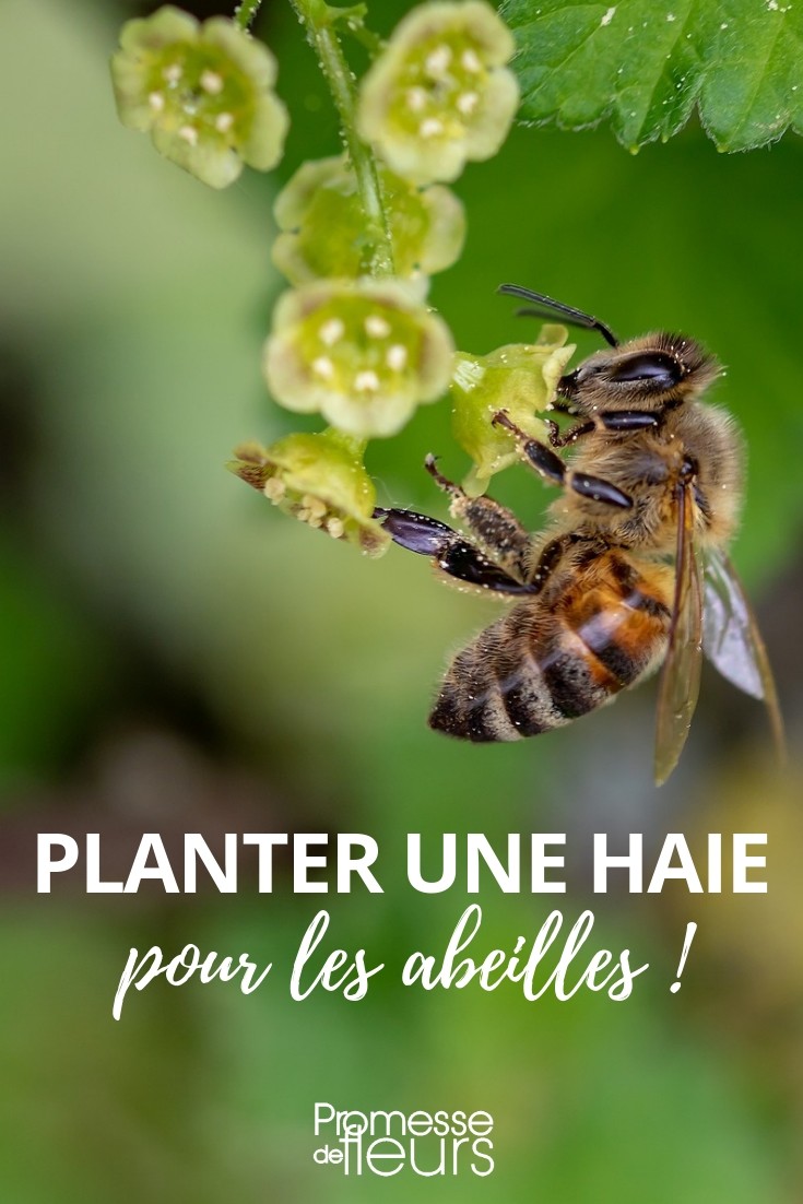 plantar sebe melífera