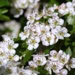 Pilriteiro, Crataegus: plantação, poda, manutenção
