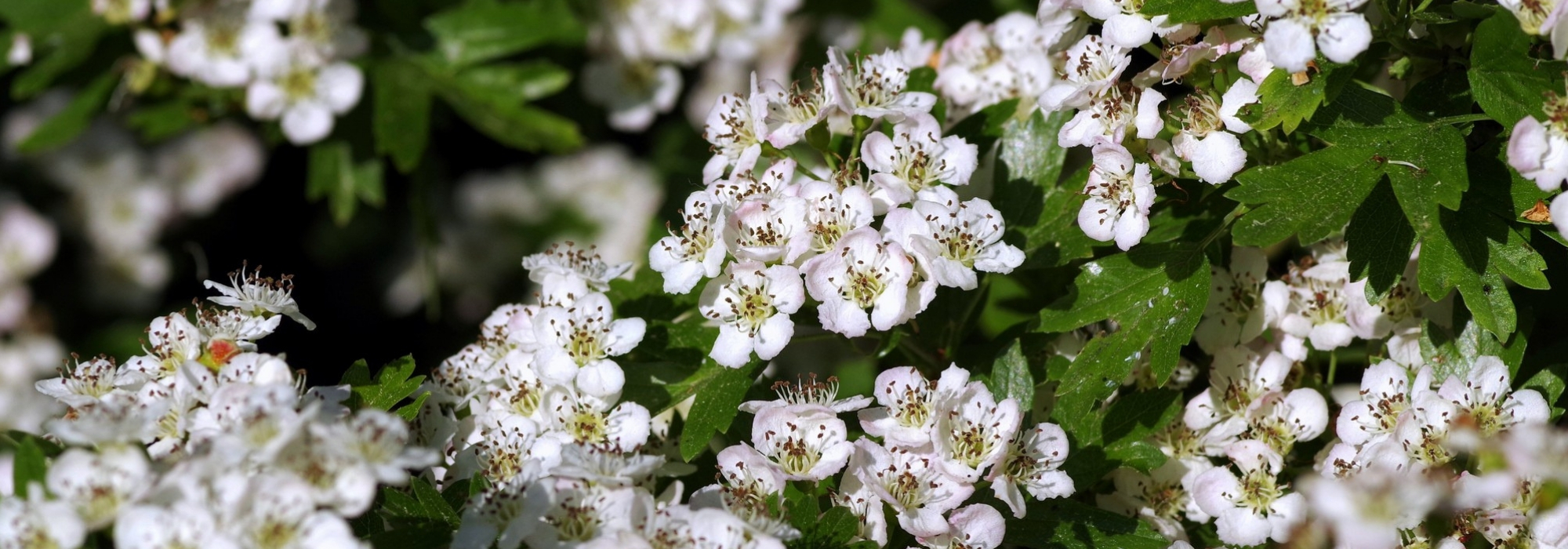 Pilriteiro, Crataegus: plantação, poda, manutenção