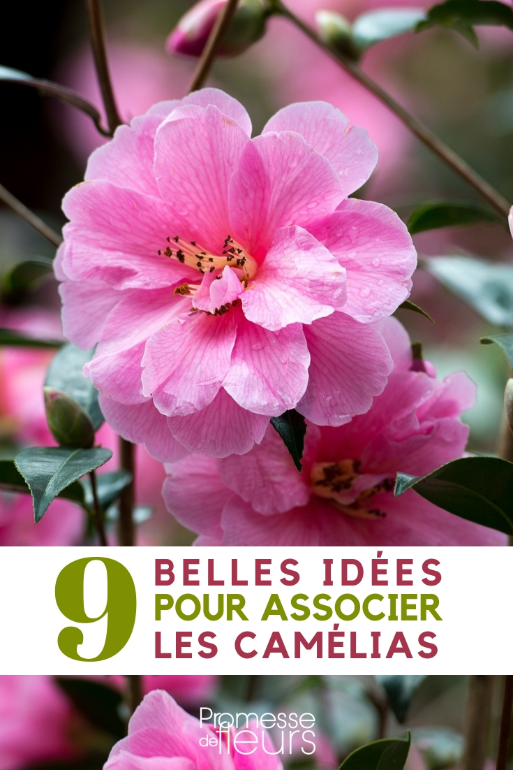 Com que associar as camélias - ideias