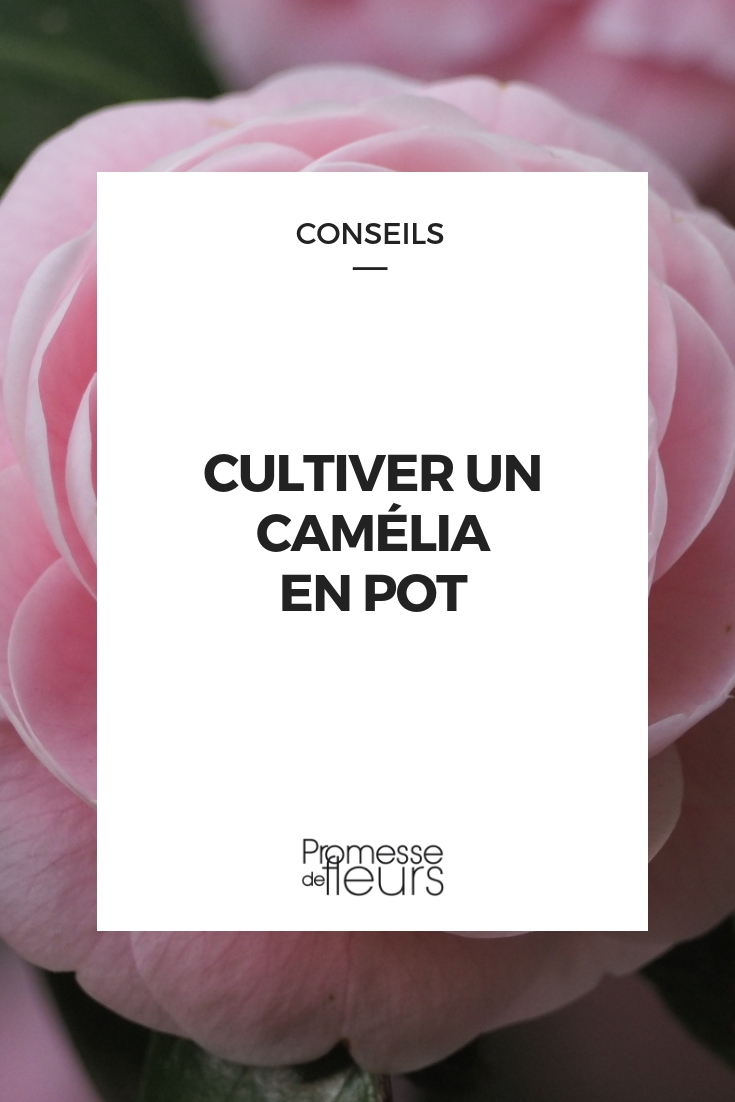 camélia - cultivo em vaso, conselhos