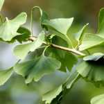 Ginkgo biloba, ginkgo: plantação, manutenção e utilização
