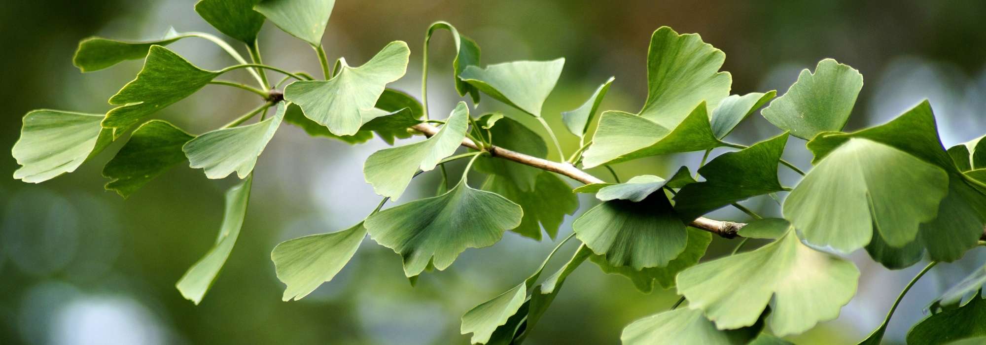 Ginkgo biloba, ginkgo: plantação, manutenção e utilização