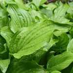 O meu hosta desapareceu, o meu hosta não reaparece!