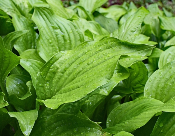 O meu hosta desapareceu, o meu hosta não reaparece!