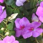 Alegria-da-casa, Sunpatiens: plantar, semear, cuidar