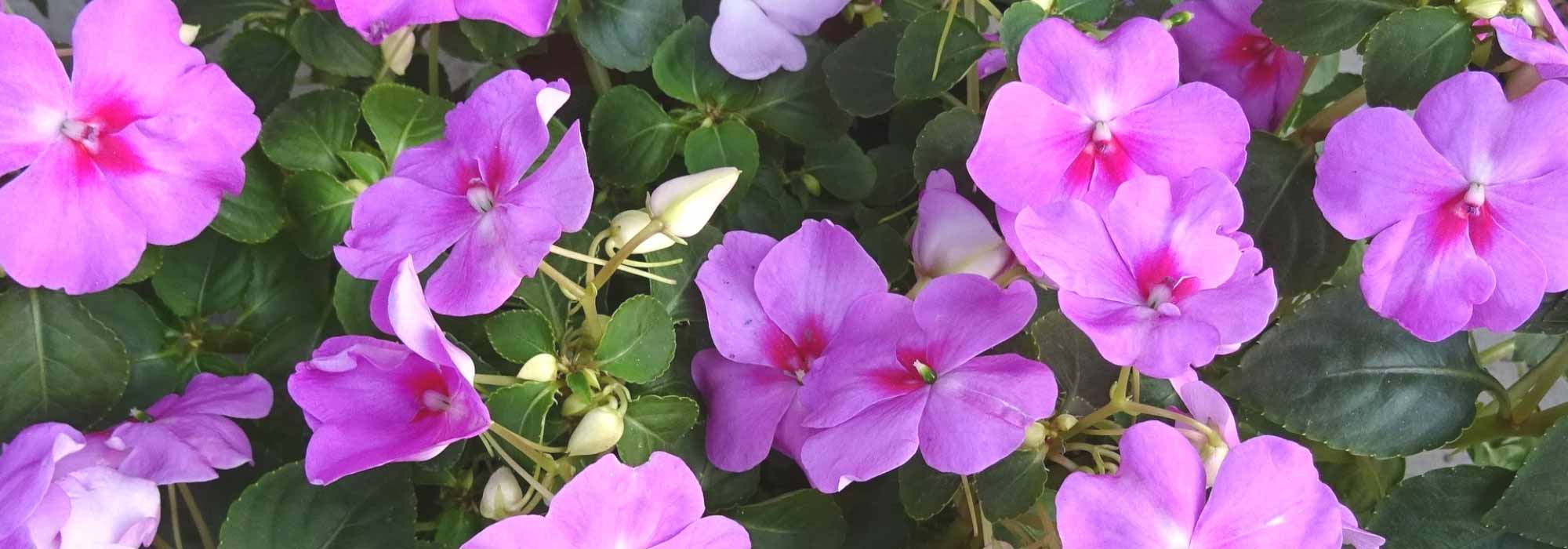 Alegria-da-casa, Sunpatiens: plantar, semear, cuidar