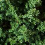 Juniperus, Zimbros: plantar, podar e cuidar