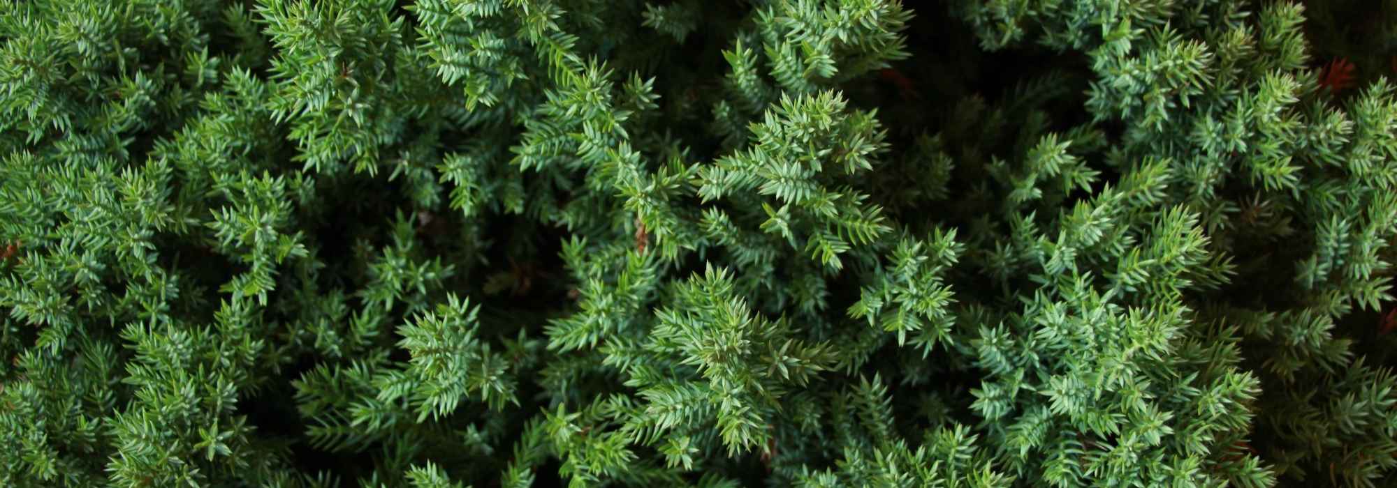 Juniperus, Zimbros: plantar, podar e cuidar