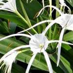 Lírio-aranha: plantação, cultivo, cuidados