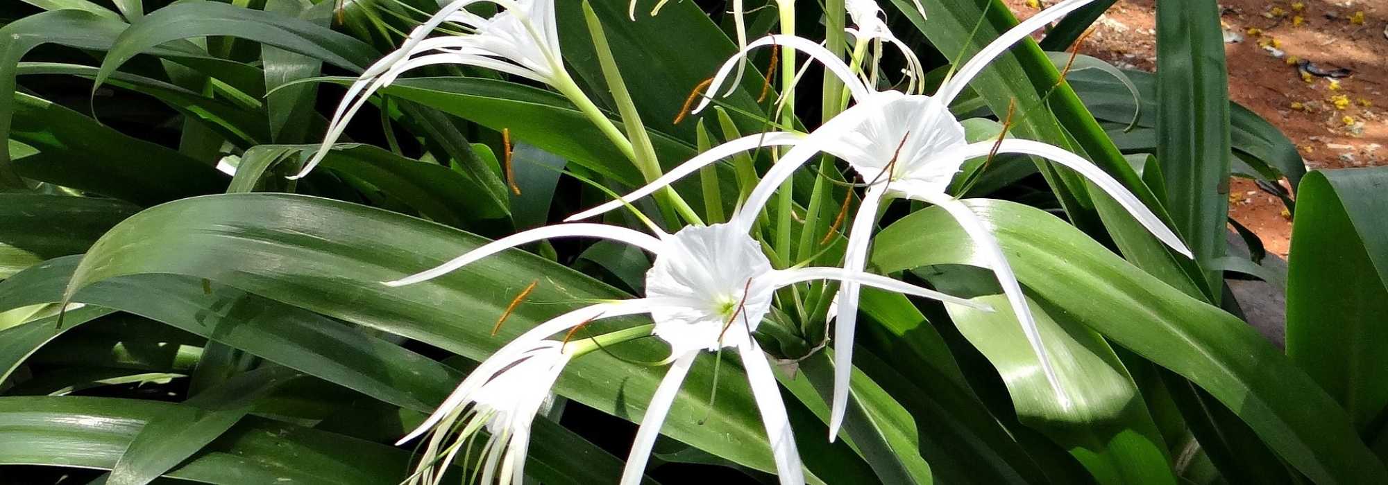 Lírio-aranha: plantação, cultivo, cuidados