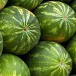 Melancia: semear, plantar, cultivar, colher